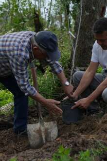 árvores a serem plantadas